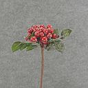 11" BERRY PICK W/ICE & LEAVES RED