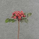 BERRY PICK W/ICE &amp; LEAVES 11&quot;  RED