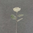 20.5" MAGNOLIA STEM W/SNOW 20