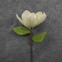14" MAGNOLIA BLOOM PICK WHITE