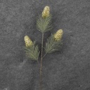 PINECONE/PINE SPRAY X3 30"  GOLD