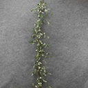 MISTLETOE GARLAND 5' W/BERRIES  FROSTED