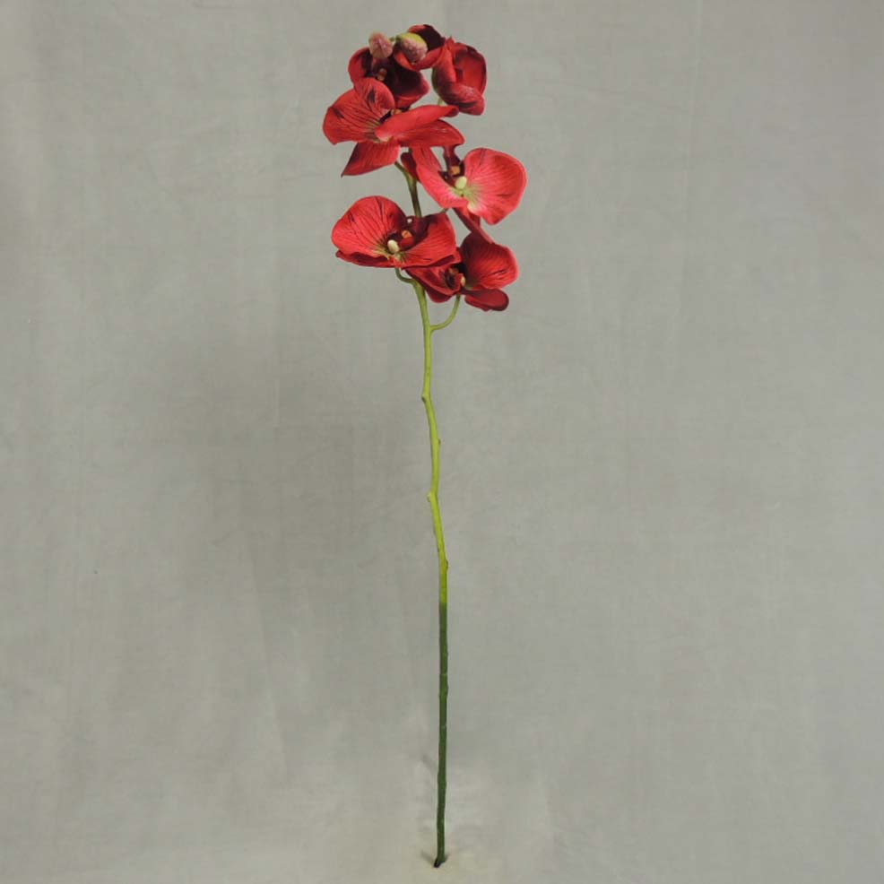 [XB3114-RED] 32" PHALAENOPSIS X9 RED