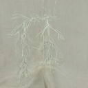 42" RHIPSALIS SPRAY X2 WHITE