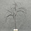 [XB4123] 38" AMARANTHUS SPRAY X3 ICED