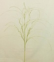 34" GLITTER TWIG/GRASS SPRAY
