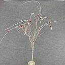 48&quot; WHITE TWIG SPRAY X10 W/RED BELLS