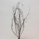 48" TWIG SPRAY X10 W/SILVER BELLS