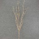 BRANCH WHITE/BROWN/PINK 48&quot;