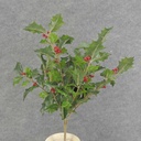 HOLLY BUSH 160 LVS OD BERRIES  GREEN