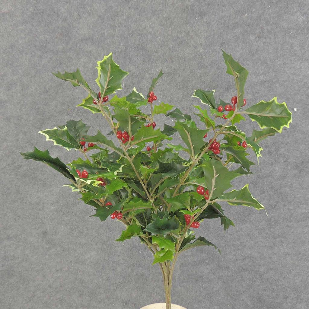 HOLLY BUSH 160 LVS OD BERRIES  GREEN VARIGATED