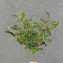 HOLLY BUSH 160 LVS OD BERRIES  GREEN VARIGATED