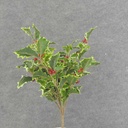 HOLLY BUSH 160 LVS OD BERRIES  VARIGATED