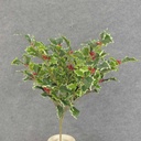 HOLLY BUSH 267 LVS OD BERRIES VARIGATED