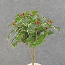 HOLLY BUSH 105 LVS OD BERRIES  GREEN VARIGATED