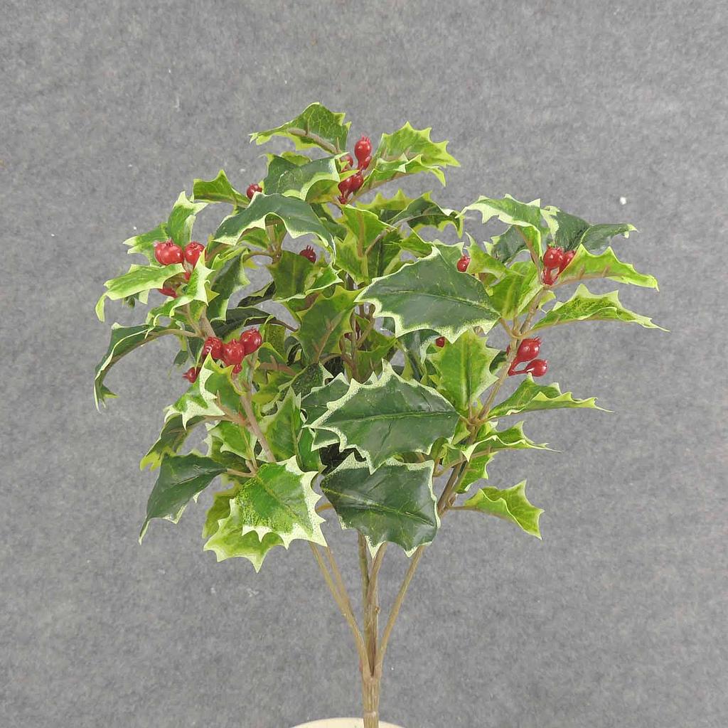 HOLLY BUSH 105 LVS OD BERRIES VARIGATED