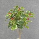 HOLLY BUSH 105 LVS OD BERRIES VARIGATED