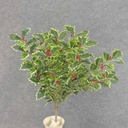 HOLLY BUSH 423 LVS OD BERRIES  VARIGATED