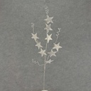STAR SPRAY X3 28" W/SPIRALS