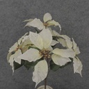 17" POINSETTIA BUSH X7