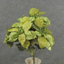 POINSETTIA VELVET/GLITR BUSH X5 17" GREEN