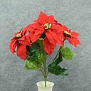 [XN8008] POINSETTIA BUSH NON-BLEED X5 RED  20" H blooms 9" dia.