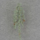 24" PINE HANGING BUSH W/CONES