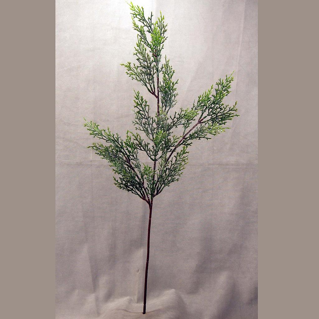 CEDAR SPRAY X3 35" W/FROST