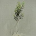 CYPRESS SPRAY X6