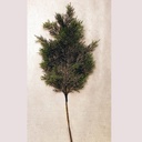 20.5" CYPRESS FROST SPRAY