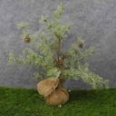TREE MING PINE W/CONES 20" BURLAP BASE