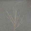TWIG 29" GLITTER  CHAMPAGNE