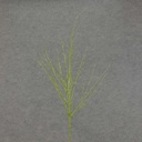 29" TWIG GLITTER LT. GREEN