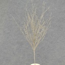TWIG 29" GLITTER  PLATINUM