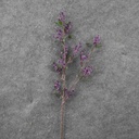 24" ICE/TWIG SPRAY X2 PURPLE