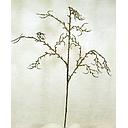 BRANCH 34" PLATINUM W/ICE