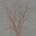 24" TWIG SPRAY W/GLITTER 4/BAG RED