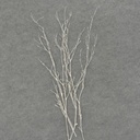 24" TWIG SPRAY W/GLITTER 4/BAG WHITE