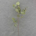 36" EUCALYPTUS SPRAY X4 GREEN