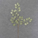 EUCALYPTUS LEAF SPRAY 28" W/GLITTER GREEN