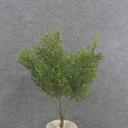 15.5" CEDAR BUSH X7 W/GLITTER
