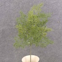 17" CEDAR SPRAY X3 (SOFT TOUCH)