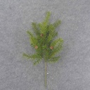 HEMLOCK SPRAY