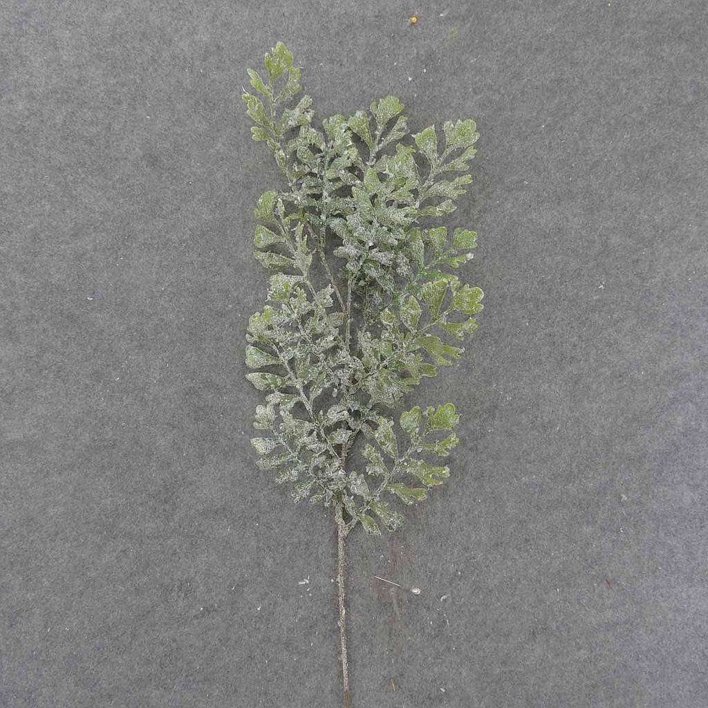 26" DUSTY MILLER STEM W/ICE