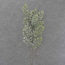 26" DUSTY MILLER STEM W/ICE