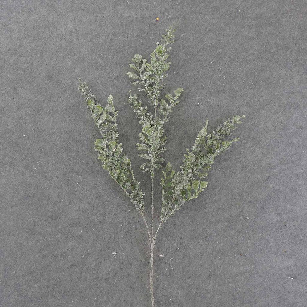 30" DUSTY MILLER SPRAY X3 W/ICE