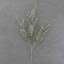 30" DUSTY MILLER SPRAY X3 W/ICE