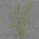 24" TWIG SPRAY W/GLITTER 4/BAG GREEN