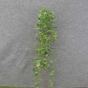 HANGING EUCALYPTUS VINE 40&quot; GREEN