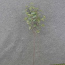 35" EUCALYPTUS STEM X8